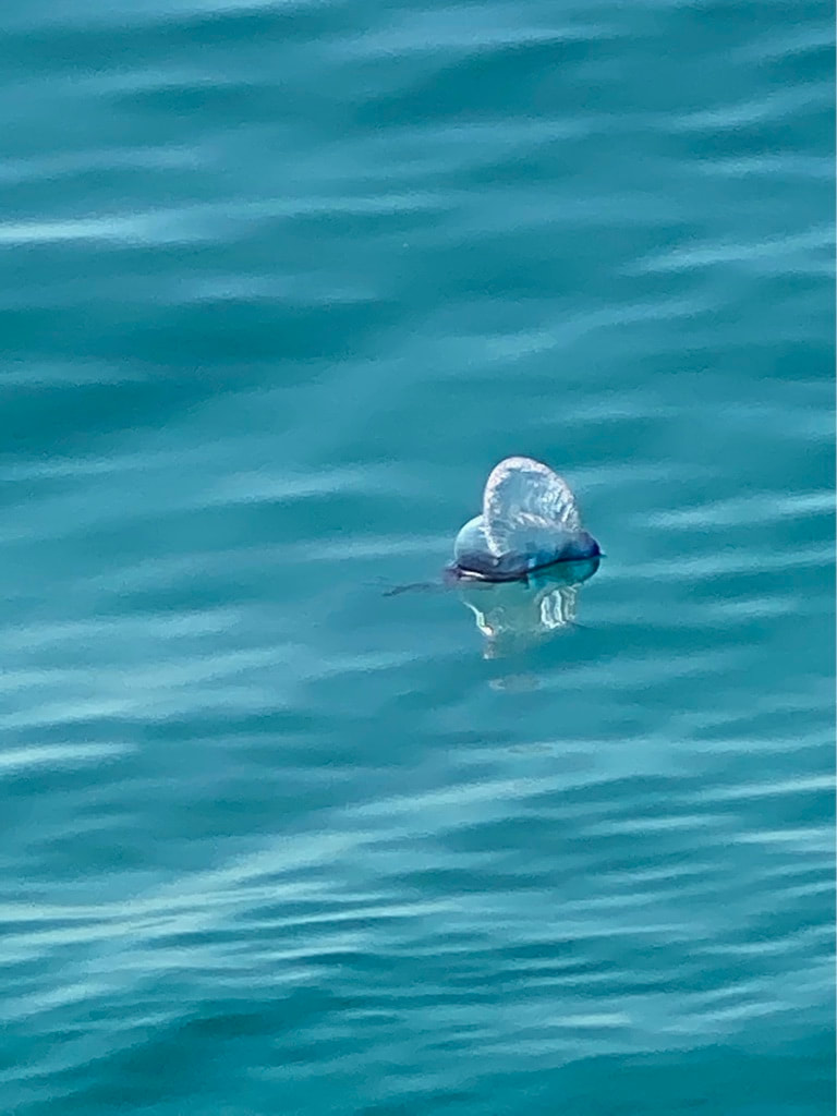 Saw quite a few Man O'War swimming at Sombrero Reef where we were snorkeling.  You want to stay away from these!